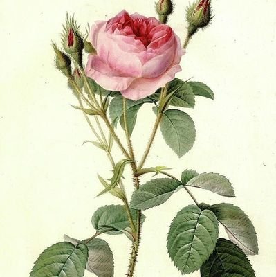 Selmaedebiyat24's profile picture. Takipçi almıyorum 
❌ no takip
İstanbul üniversitesi