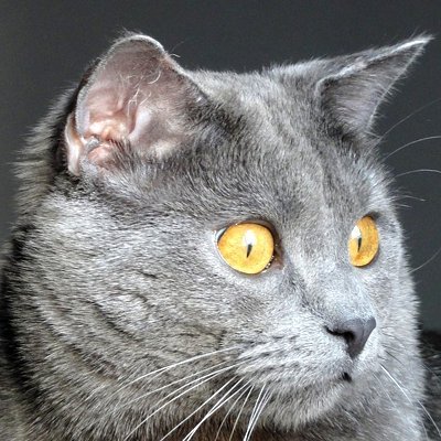 _xxl01_'s profile picture. A droite !
No DM.
No Boost.
No #LFI.
No #Macron.