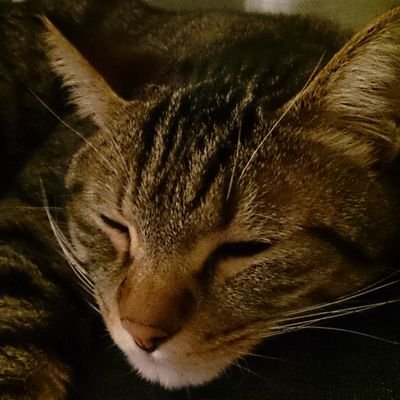 1eeiiiharuu1a3's profile picture. 妖狐（謎の変身術師）、リーガル幽霊、法的呪文使い、謎のエイリアン、チップス、無毛