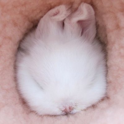 Rabbitinthesup's profile picture. 성인 🌿 구독 겸 사담/본계 🌿