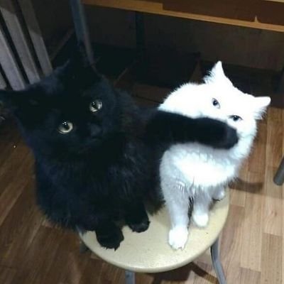 mlpk_x00's profile picture. I'm Army ,I love BTS💜  #บีเวอร์ต้นหลิว 🦫🌱 FOUREVER 💐𝙈𝙞𝙠𝙧𝙤𝙠𝙤𝙨𝙢𝙤𝙨🌌 #GardenOfWillow #tonliewmtp #ต้นหลิวเด็กจิ๋ว