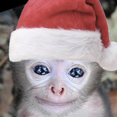 siIIymonkey's profile picture. sillymonkey