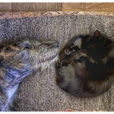 flyabout7's profile picture. Retired sky cop. Mountain biker, hill walker, beer drinker & butler to Lord Ralphington the rescued Lurcher. Ruptured brain aneurysm survivor. Be kind.💙