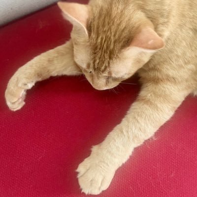 arararanea's profile picture. 新井佑季｜映画メディア (アニメーション映画史・理論)｜博士後期課程｜アニメーションが好き。……この放置していたアカウントを整理して、12/1(映画の日)からちゃんと復活させようと思います。🤔