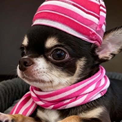 pjni's profile picture. 