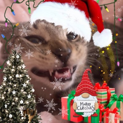 mrmeowserr's profile picture. im am an littol evil,,, | 🏳️‍🌈🏳️‍⚧️🇵🇸 | mom is 21 and pronouns are they/them💘 | @chewberts mine bestey