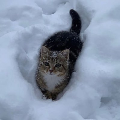 ny4wnz's profile picture. ≽^-⩊-^≼ mentally chill cat enjoyer. #faded #clairvoyant