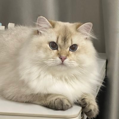 ZBLuncoin's profile picture. 全职韭菜｜战地记者｜