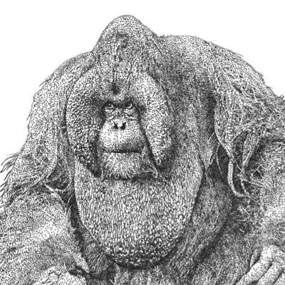 SohNgo49's profile picture. 