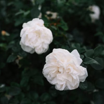 111write's profile picture. เขียนบทสงครามนางงาม1+2 เรือนต่างๆ เล่ห์ลวง พิษรักรอยอดีต คุณชาย laws of attraction ฯลฯ