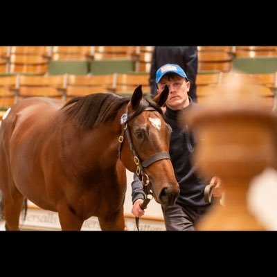 MarkMoloney02's profile picture. INS 24 🐎 📍Hunter Valley Farm 🇺🇸