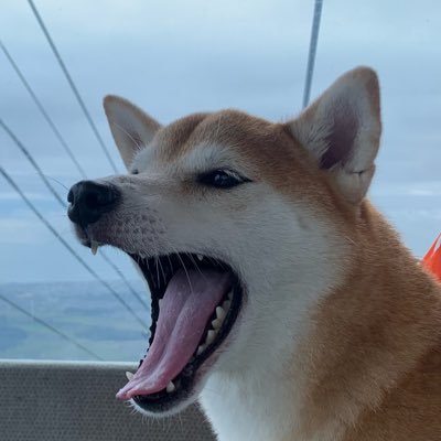 sibainucode123's profile picture. 犬と登山が大好きです😺