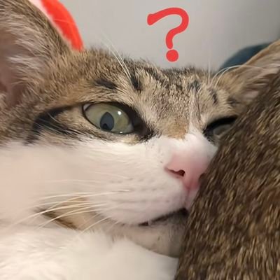 liulan1126621's profile picture. 