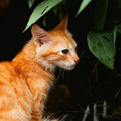 BidraJeb's profile picture. Mostly harmless.