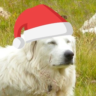 garinderetour's profile picture. Chien de montagne des Pyrénées