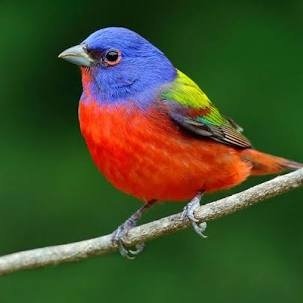 Ammrika_nene's profile picture. 