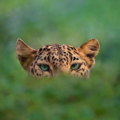 Onochie_Willian's profile picture. 🥂Responsible Gambler. 🥂| Punter | what God cannot do doesn’t exist,. Email: 📧 onochiewilly@gmail.com