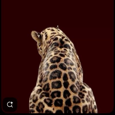 Ro2ir's profile picture. 