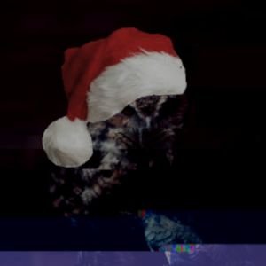 b1ack0wl's profile picture. 0day Researcher / Baker / 0wl