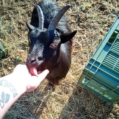 NukaRhyPiratin's profile picture. Herrscherin des Killer-Karnickels mit der Wassermelonenschnauze

Alle Köche sind beschissen, die sich nicht zu helfen wissen.
Aspie

Gastronomie des Grauens 📒