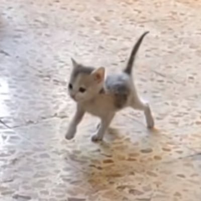 apicemberut's profile picture. 