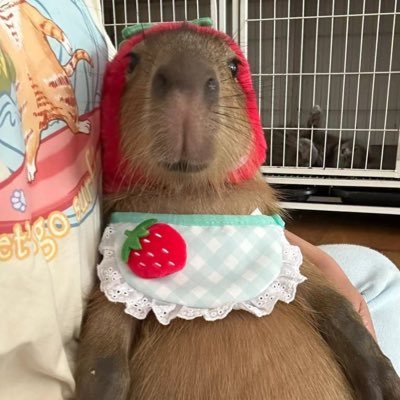 perzenqe's profile picture. 