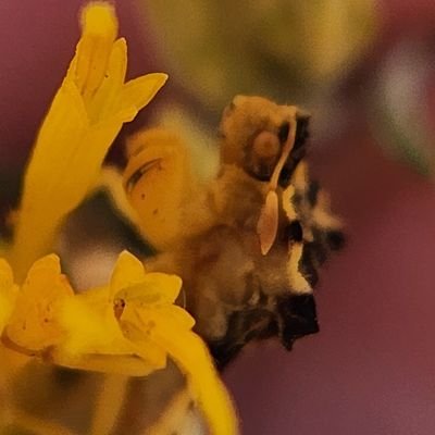 Aliciella_'s profile picture. bug enjoyer, biotech student, she/her