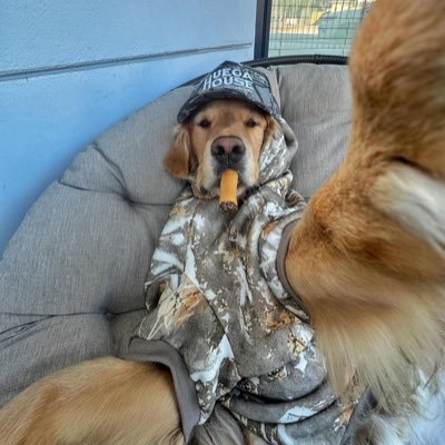 stonksknowledge's profile picture. beginner investor. future millionaire. Not financial advice