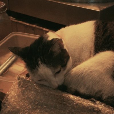 lovegemijunieee's profile picture. 