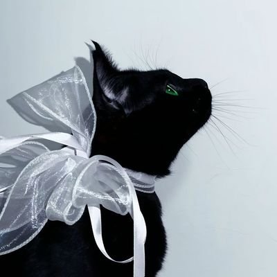 chaepurple_cat's profile picture. ↳ 8기 ~ ing/ 평강채씨 성씨를 가진 채꿍프💚💜  /   fan account
           2차가공금지🚫 LOGO CROP🚫