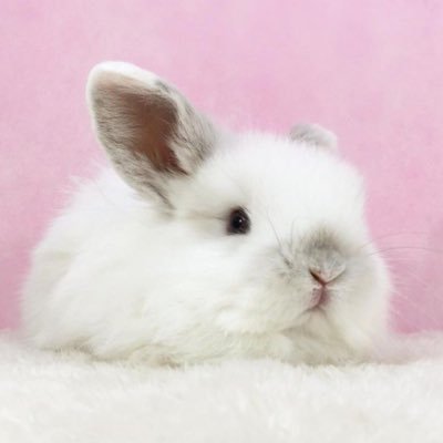 tosyongzip's profile picture. 