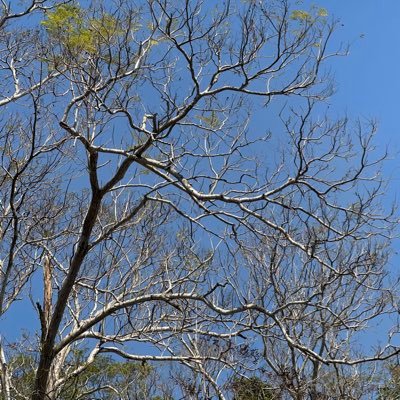 sususuo's profile picture. ✶ the past was honestly the best but my best is what comes next 🫖🫧 ins . dehour_studio / tatt de.0hr