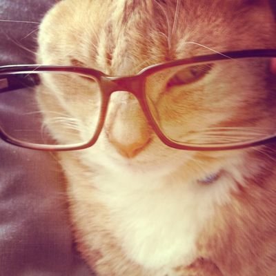 torchthinker's profile picture. johnny storm is everywhere if you're delusional enough