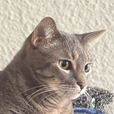 1pattwheel1's profile picture. Meowing for integrity, accountability and transparency!