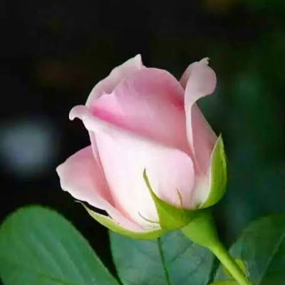 Pink55t's profile picture. I repost wonderful posts, no dm, no porn, no list. Follow back 👍🌹