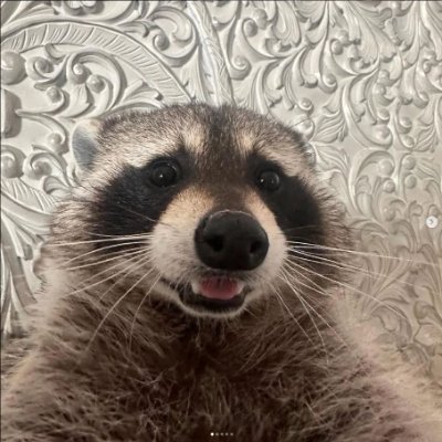 enzo_dione1's profile picture. mapache player manco de cs