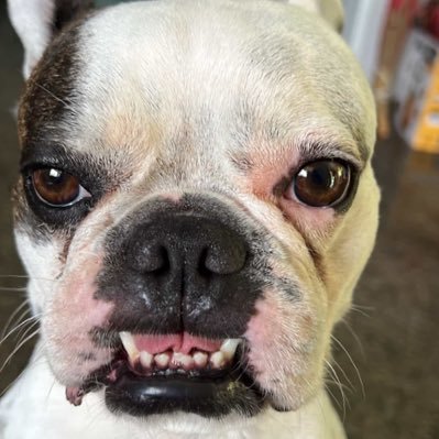 xuitedson's profile picture. 