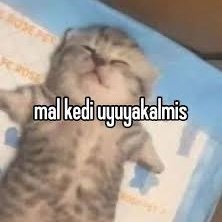 bekog02's profile picture. 