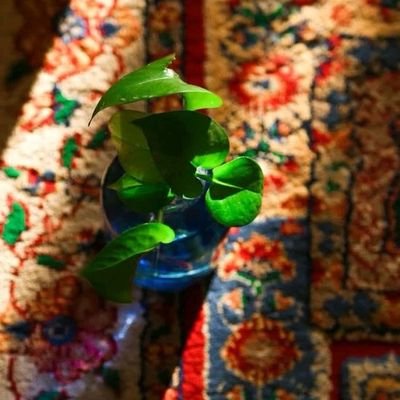 nariaiiraan's profile picture. 