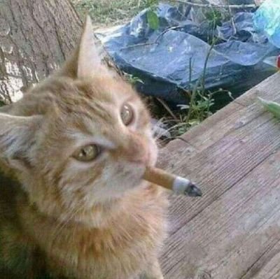 JustWantMyfun's profile picture. Difícil postar algo, se você viu algo que eu fiz, pode apostar que é uma merda. Eu reposto tudo de vários fandoms, eu não excluo ninguém