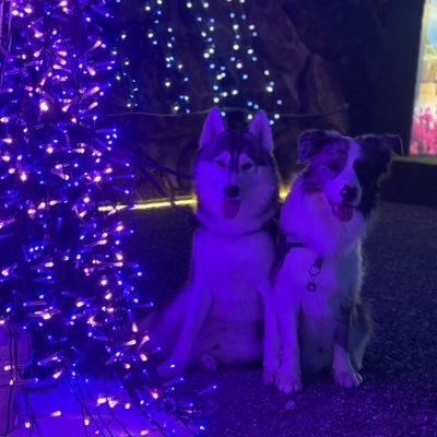 shomamadesuyo's profile picture. 動物メイン