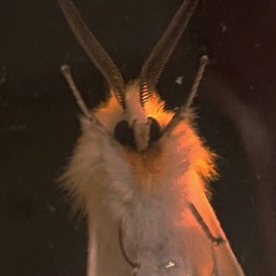 plr_pipelines's profile picture. 🌙 RAMONE 🦋 selfshipper ♥️ Ryuki (pkmn) & https://t.co/B8fYsMzxWG (ovw) gachikoi . agoraphobe . les mis hypfix (javert lvr)