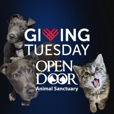 OpenDoorAnimals's profile picture. Open Door Animal Sanctuary is the largest no-kill shelter in the St. Louis area and home to 350 rescued dogs & cats looking for their forever homes.