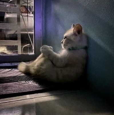 visnii91731's profile picture. Hola soy Victoria,díganme Vicky,soy Carrerista y me dicen cornuda por lo GOAT 🐐💢