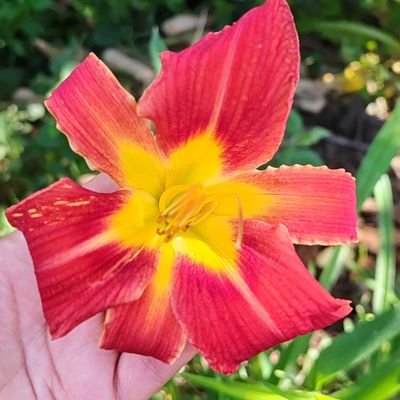 Grace_cerrato's profile picture. ❤️🌺