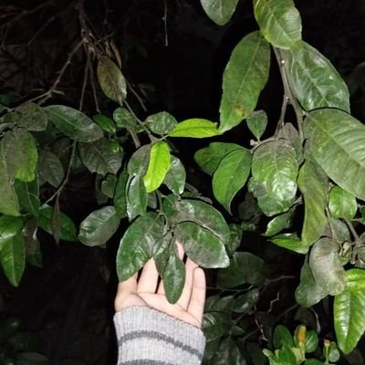 deeadcandance's profile picture. ELA DELA 20 anos 159cm pi: 75kg pa: 48,5kg mf: 35kg . -17 dni plss #shedtwt Diario bloco de notas diario