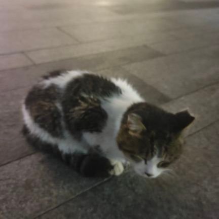 wangq386924's profile picture. enmmm11