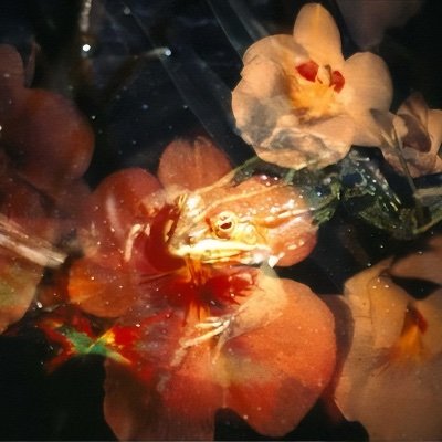 petallilies's profile picture. DNF