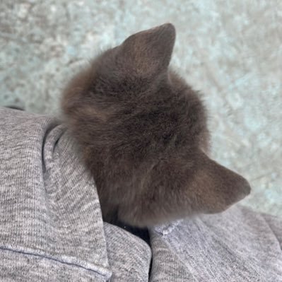 imnadyobrah's profile picture. i love my cat my books my niji n MJ