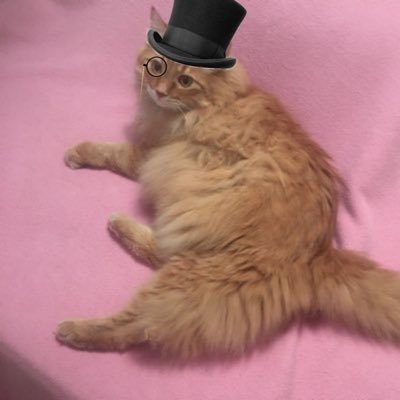 markwellla's profile picture. I AM NIC DOLINGER’S UNPAID PUBLICIST.